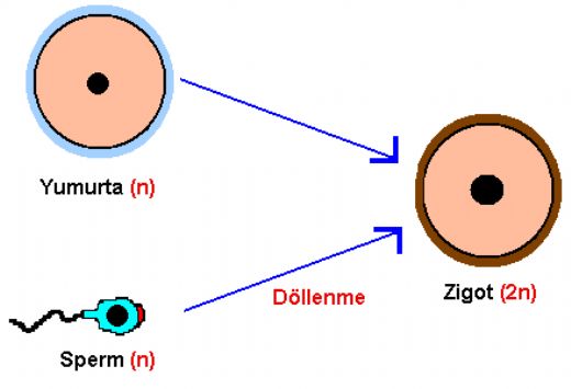 10 Sınıf Biyoloji Eşeyli Üreme 