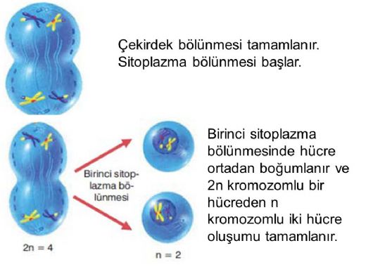 10 Sınıf Eşeyli Üreme Türleri ve Özellikleri