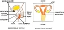 Kadın ve Erkekde Üreme Fizyolojisi