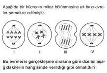 10 Sınıf Biyoloji Mitoz ve Eşeysiz Üreme