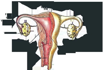 Dişi Üreme Sistemi ve Yapısı