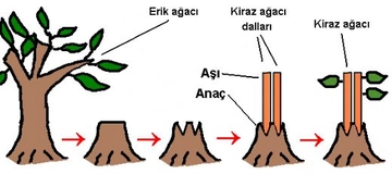 Eşeysiz Üreme ve Çeşitleri Nelerdir?