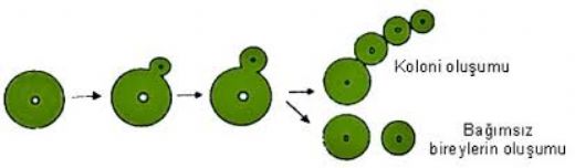 Bira Mayası Nasıl Ürer?