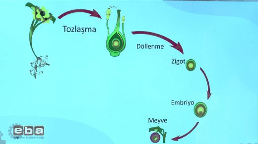 Bitkilerde Eşeyli Üreme