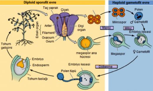 Bitkilerde Üreme ve Döllenme
