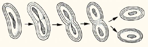 Bölünerek Üreme Türleri ve Özellikleri