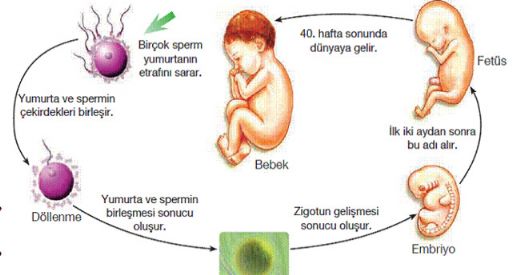 Canlılarda Üreme Çeşitleri