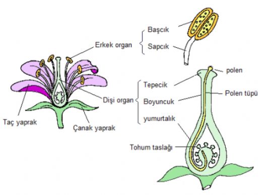 Çiçeklerde Üreme Nasıl Gerçekleşir?