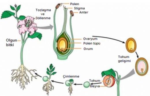 Çiçekli Bitkilerde Üreme Oluşumu