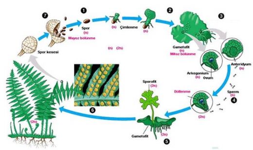 Çiçeksiz Bitkilerde Üreme Nasıl Olur?