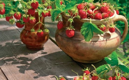 Çilek Nasıl Ürer?