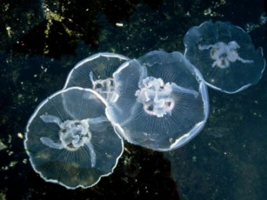 Deniz Anası Nasıl Ürer?