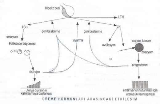 Dişi Üreme Sistemini Kontrol Eden Hormonlar Nelerdir?