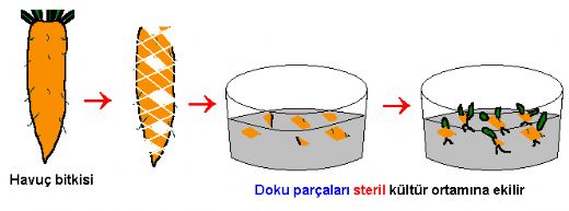 Doku Kültürü ile Üreme