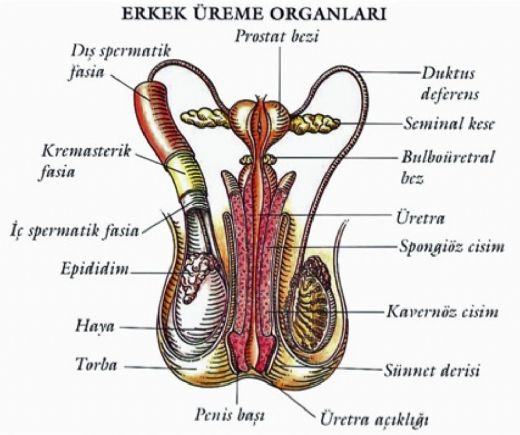 Erkek Üreme Sistemi Anatomisi