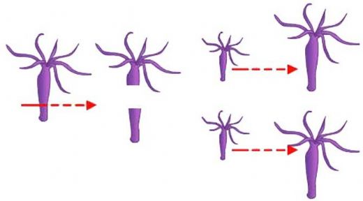 Eşeysiz Üreme Çeşitleri Nelerdir?