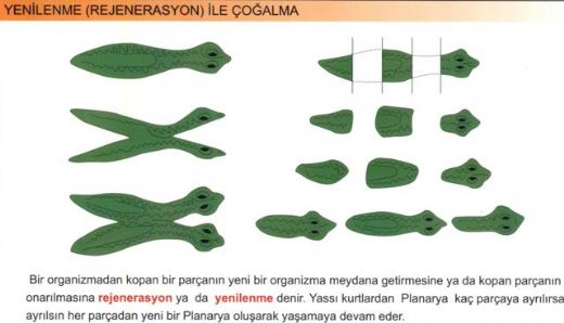 Eşeysiz Üreyen Canlılar Nelerdir?