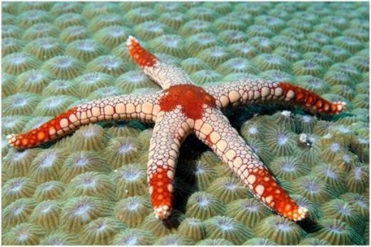 Eşeysiz Üreyen Hayvanlar Nelerdir?