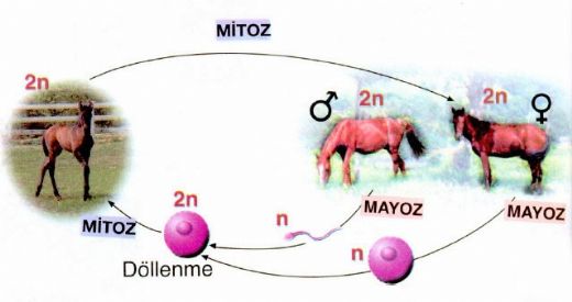 Hayvanlarda Eşeyli Üreme