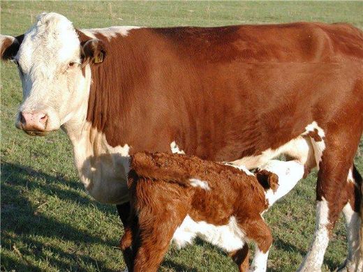 İnekler Nasıl Ürer?