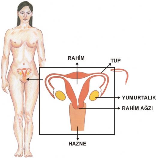 İnsan Üreme Organları ve Görevleri