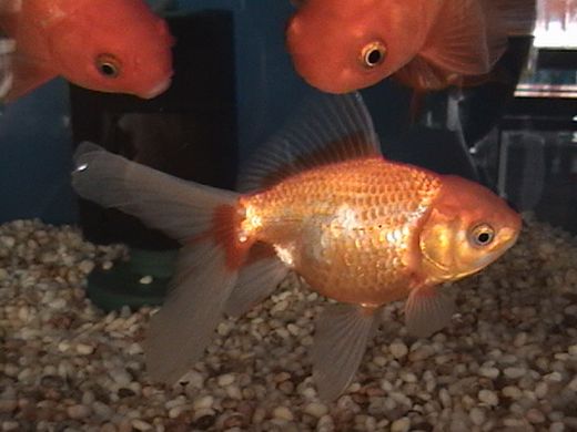 Japon Balığı Üreme