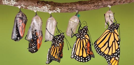 Kelebek Nasıl Ürer?