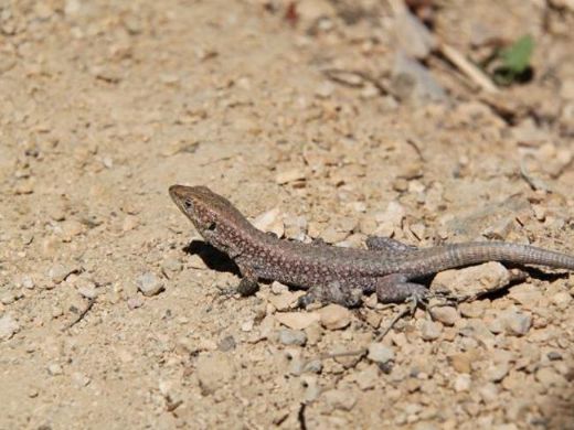 Kertenkele Nasıl Ürer?