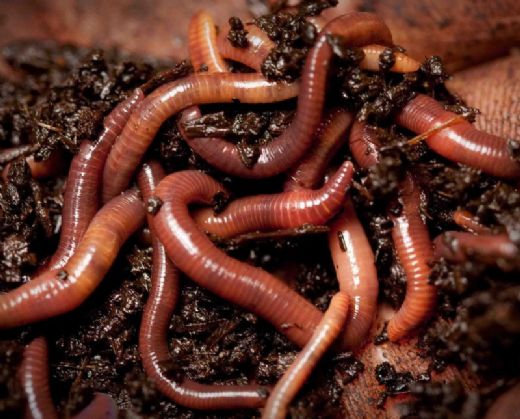 Kırmızı Solucan Üremesi Nasıl Olur?