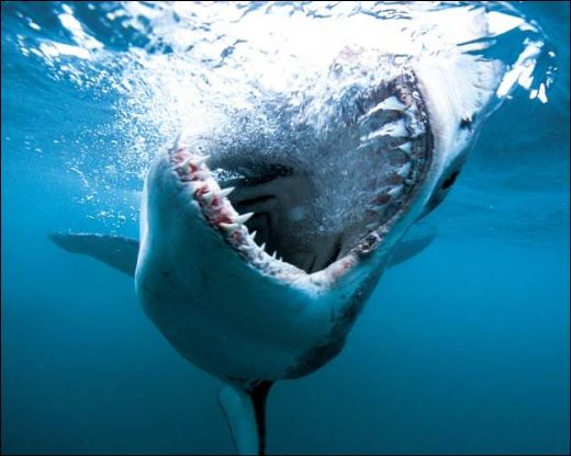 Köpek Balığı Nasıl Ürer?