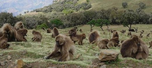 Maymunlarda Üreme Nasıl Gerçekleşir?