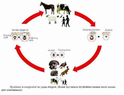 Memelilerde Üreme Türleri ve Özellikleri