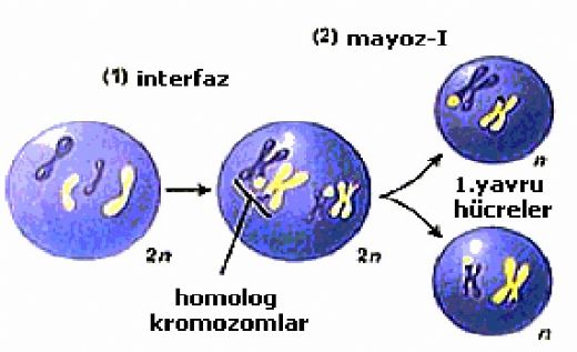Mitoz Bölünme ve Eşeysiz Üreme