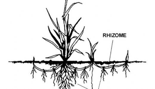 Rizomla Üreme Oluşum Şekli