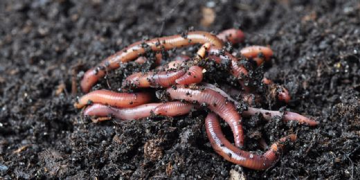 Solucan Nasıl Ürer?