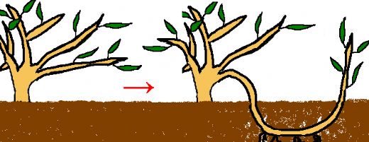 Sürünücü Gövde ile Üreme