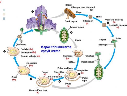 Tohumlu Bitkilerde Üreme Tohum ve Meyve Nasıl Oluşur?
