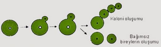 Tomurcuklanarak Üreme Türleri ve Özellikleri