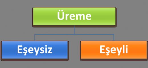 Üreme Çeşitleri Nelerdir?