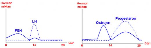 Üreme Hormonları Türleri ve Özellikleri