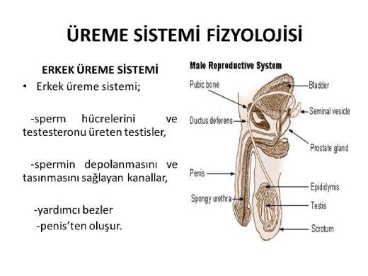 Üreme Sistemi Fizyolojisi Nasıl Gerçekleşir?